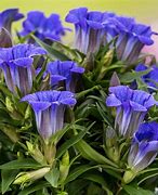 Image result for Gentiana triflora Royal Blue