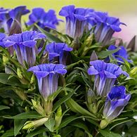 Image result for Gentiana scabra Blue Heart