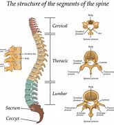 Image result for Thoracic Vertebral Body