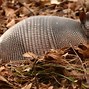 Image result for Armadillo Gigante