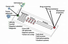Image result for Cell Line Culture
