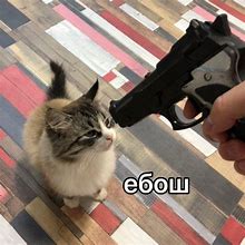 Image result for Cat Gun Meme