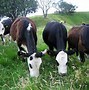 Image result for Animals That Eat Plants and Meat