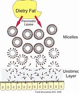 Image result for What Does Fat Look Like through a Cut