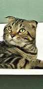 Image result for Scottish Fold Maine Coon Mix