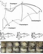Image result for Bat Bone Structure Evolution