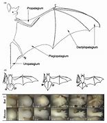 Image result for Bad Wing Anatomy