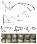 Image result for Bat Wing Shape