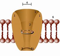Image result for Ion Channel Structure