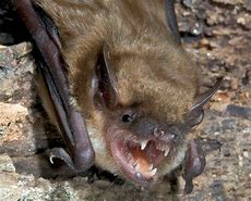 Image result for AZ Bats