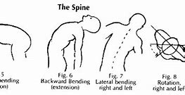 Image result for Lumbar Spine Flexion