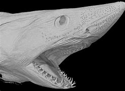 Image result for The Biggest Shark That Ever Lived
