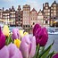 Image result for Tulip Fields Netherlands Amsterdam
