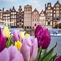 Image result for Tulip Farm in Netherlands