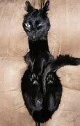Image result for Dumb Looking Cat