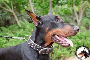 Image result for Doberman Spiked Collar