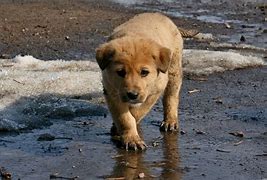 Image result for Dogs HD Pictures for Instagram
