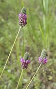 Dalea (=Petalostemon) purpurea के लिए छवि परिणाम