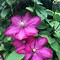 Image result for Bush Clematis Plants