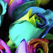 Image result for Black Rainbow Roses