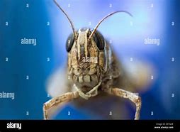 Image result for Cricket Grasshopper