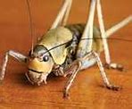 Image result for White Cricket Insect