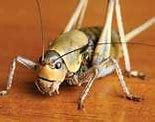 Image result for Cricket Insect Cartoon