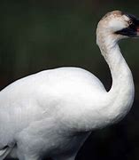 Image result for Whooping Crane Bird