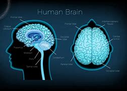 Image result for Human Brain Anatomy