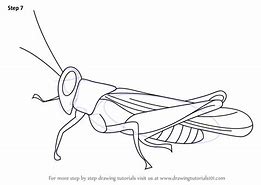 Image result for Cricket Insect Sketch