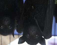 Image result for Black Jet Bats