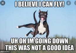 Image result for Funny Memes Flying Dog