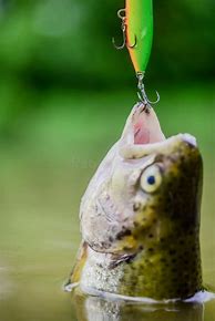 Image result for Fish with Hook in Mouth