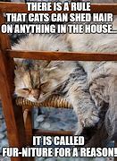 Image result for Cat and Furniture Meme