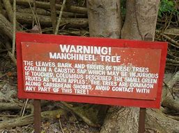 Image result for Manchineel Tree Spikes