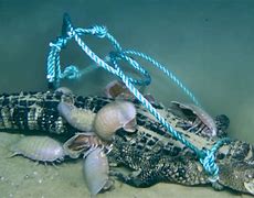 Image result for Giant Isopod Eating