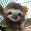 Image result for Cute Sloth iPhone Wallpaper