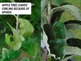 Image result for Apple Tree Diseases Leaf Curl
