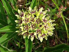 Image result for Asclepias Viridis
