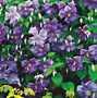 Image result for Clematis Blossoms