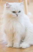 Image result for Wiat Cat