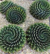 Image result for Aloe Polyphylla