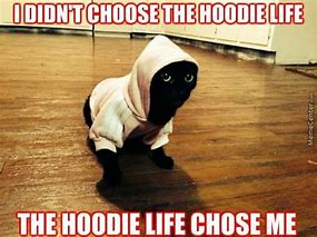 Image result for Cat in Hoodie Meme