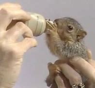 Image result for Bob Ross Baby Squirrel