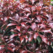 Image result for Pieris japonica Katsura