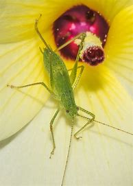 Image result for Cricket Insect