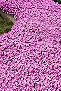 Image result for Flowering Ground Cover in Japan Climate