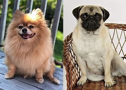 Image result for Pomeranian Pug