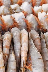 Image result for Desert Shrimp