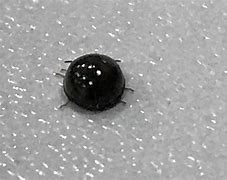 Image result for Small Round Black Bug